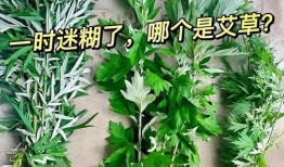 艾叶视频,探寻传统艾草的神奇功效与养生之道