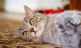 猫咪的视频,视频捕捉的可爱瞬间回顾